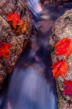 LE-AM-LA-12&nbsp;&nbsp;&nbsp;&nbsp;&nbsp;&nbsp;&nbsp;&nbsp; Red Maple Leaves By Cascading Stream, Acadia National Park, Maine