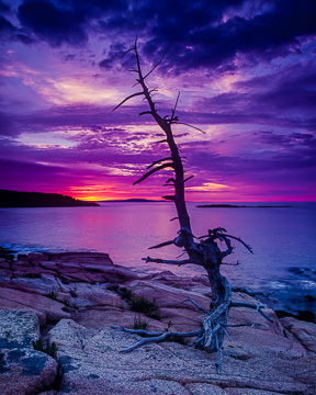 LE-AM-LA-005&nbsp;&nbsp;&nbsp;&nbsp;&nbsp;&nbsp;&nbsp;&nbsp; Colorful Sunrise At The Coast, Acadia National Park, Maine