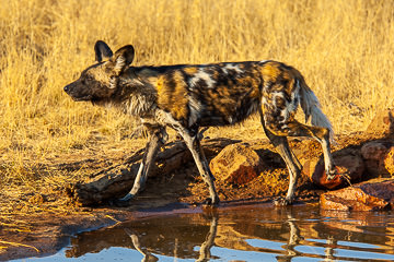 AF-M-105&nbsp;&nbsp;&nbsp;&nbsp;&nbsp;&nbsp;&nbsp;&nbsp; African Wild Dog At Waterhole, Okonjima Game Reserve, Namibia