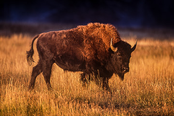 LE-AM-M-02&nbsp;&nbsp;&nbsp;&nbsp;&nbsp;&nbsp;&nbsp;&nbsp; American Bison In Low Light, Yellowstone National Park, Wyoming
