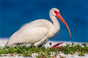 LE-AM-B-11&nbsp;&nbsp;&nbsp;&nbsp;&nbsp;&nbsp;&nbsp;&nbsp; American White Ibis Relaxing, Fort Myers Beach, Florida