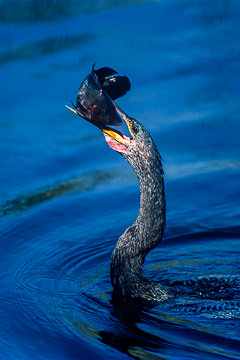 LE-AM-B-02&nbsp;&nbsp;&nbsp;&nbsp;&nbsp;&nbsp;&nbsp;&nbsp; Anhinga With Fish, Everglades National Park, Florida
