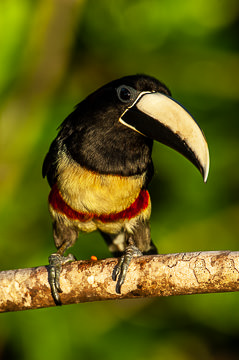 BR-B-11&nbsp;&nbsp;&nbsp;&nbsp;&nbsp;&nbsp;&nbsp;&nbsp; Aracari-De-Bico-Branco, Coastal Region Of Bahia, Brazil