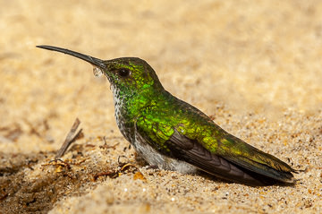 BR-B-02&nbsp;&nbsp;&nbsp;&nbsp;&nbsp;&nbsp;&nbsp;&nbsp; Beija-Flor-Verde, Coastal Region Of Bahia, Brazil