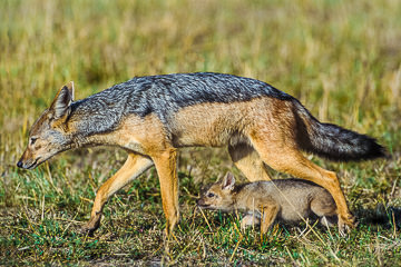 LE-AF-M-26&nbsp;&nbsp;&nbsp;&nbsp;&nbsp;&nbsp;&nbsp;&nbsp; Black-Backed Jackal Pup Keeping Up With Mom, Masai Mara National Reserve, Kenya