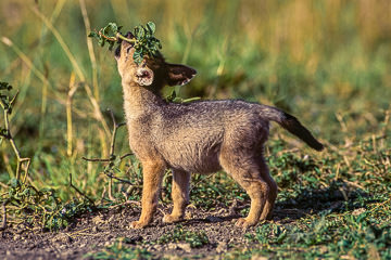 LE-AF-M-30&nbsp;&nbsp;&nbsp;&nbsp;&nbsp;&nbsp;&nbsp;&nbsp; Black-Backed Jackal Pup Playing, Masai Mara National Reserve, Kenya