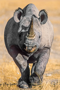 LE-AF-M-01&nbsp;&nbsp;&nbsp;&nbsp;&nbsp;&nbsp;&nbsp;&nbsp; Black Rhinoceros Ready To Charge, Etosha National Park, Namibia