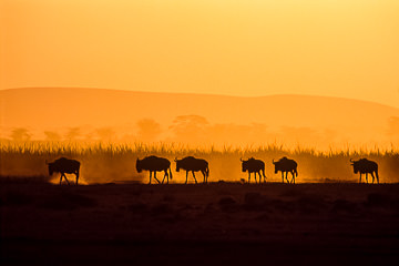 AF-LA-06 Wildebeests On The Move, Masai Mara National Reserve, Kenya