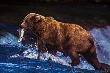 AM-M-01 Grissly Bear Catching Salmon, Katmai NP, Alaska