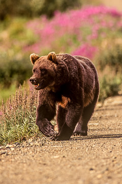 AM-M-03 Grissly Walking, Denali National Park, Alaska