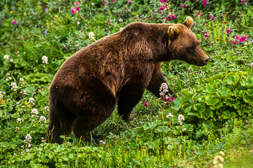 LE-AM-M-06&nbsp;&nbsp;&nbsp;&nbsp;&nbsp;&nbsp;&nbsp;&nbsp; Grizzly Bear Walking Through The Flowers, Denali National Park, Alaska
