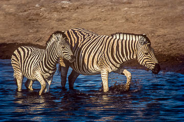 LE-AF-M-08&nbsp;&nbsp;&nbsp;&nbsp;&nbsp;&nbsp;&nbsp;&nbsp; Burchell's Zebra With Young, Etosha National Park, Namibia