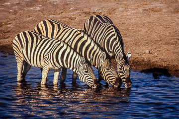 LE-AF-M-12&nbsp;&nbsp;&nbsp;&nbsp;&nbsp;&nbsp;&nbsp;&nbsp; Burchell's Zebras Drinking, Etosha National Park, Namibia