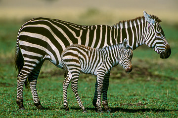 LE-AF-M-41&nbsp;&nbsp;&nbsp;&nbsp;&nbsp;&nbsp;&nbsp;&nbsp; Burchell's Zebra With Foal, Masai Mara National Reserve, Kenya