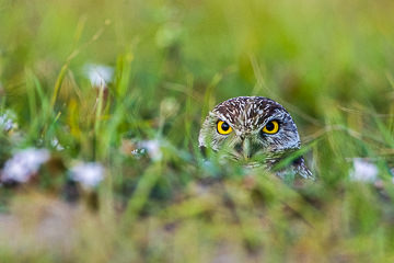LE-AM-B-11&nbsp;&nbsp;&nbsp;&nbsp;&nbsp;&nbsp;&nbsp;&nbsp; Burrowing Owl, Cape Coral, Florida
