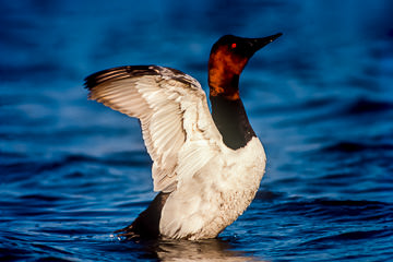 LE-AM-B-03&nbsp;&nbsp;&nbsp;&nbsp;&nbsp;&nbsp;&nbsp;&nbsp; Male Canvasback Flopping Wings, Rockport, Texas