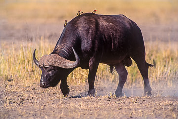 AF-M-02 Cape Buffalo With Oxpeckers, Kruger National Park, South Africa