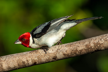 BR-B-51&nbsp;&nbsp;&nbsp;&nbsp;&nbsp;&nbsp;&nbsp;&nbsp; Cardeal-Do-Nordeste, Coastal Region Of Bahia, Brazil