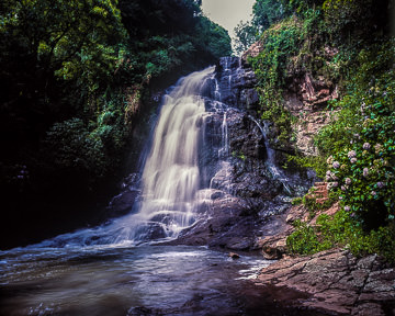 LE-BR-LA-002&nbsp;&nbsp;&nbsp;&nbsp;&nbsp;&nbsp;&nbsp;&nbsp; Cascade Of Daffodils, Gramado, Brazil