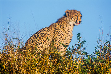 AF-M-09&nbsp;&nbsp;&nbsp;&nbsp;&nbsp;&nbsp;&nbsp;&nbsp; Young Cheetah On Mound, Phinda Private Reserve, South Africa