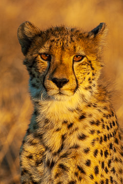 LE-AF-M-119&nbsp;&nbsp;&nbsp;&nbsp;&nbsp;&nbsp;&nbsp;&nbsp; Cheetah Portrait, Phinda Private Game Reserve, South Africa