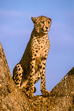 AF-M-70&nbsp;&nbsp;&nbsp;&nbsp;&nbsp;&nbsp;&nbsp;&nbsp; Cheetah On Tree, Phinda Private Reserve, South Africa