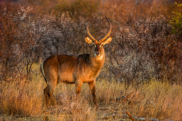 LE-AF-M-05&nbsp;&nbsp;&nbsp;&nbsp;&nbsp;&nbsp;&nbsp;&nbsp; A Male Common Waterbuck At First Light, Kruger National Park, South Africa