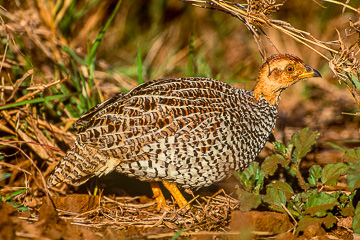 AF-B-03&nbsp;&nbsp;&nbsp;&nbsp;&nbsp;&nbsp;&nbsp;&nbsp; Coqui Francolin, Kruger NP, South Africa