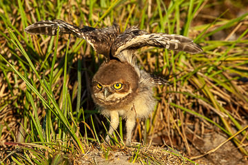 LE-BR-B-32&nbsp;&nbsp;&nbsp;&nbsp;&nbsp;&nbsp;&nbsp;&nbsp; Coruja-Buraqueira Stretching Wings, Coastal Region Of Bahia, Brazil