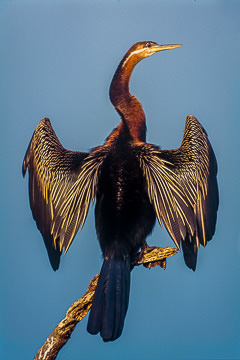 LE-AF-B-03&nbsp;&nbsp;&nbsp;&nbsp;&nbsp;&nbsp;&nbsp;&nbsp; Darter Drying Wings, Sunset Dam, Kruger NP, South Africa