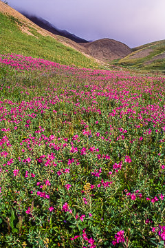 LE-AM-LA-01&nbsp;&nbsp;&nbsp;&nbsp;&nbsp;&nbsp;&nbsp;&nbsp; Flowering Field, Denali National Park, Alaska