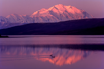LE-AM-LA-16&nbsp;&nbsp;&nbsp;&nbsp;&nbsp;&nbsp;&nbsp;&nbsp; Waterfowl At Wonder Lake, Denali National Park, Alaska