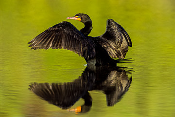 LE-AM-B-11&nbsp;&nbsp;&nbsp;&nbsp;&nbsp;&nbsp;&nbsp;&nbsp; Double-Breasted Cormorant, J.N. Ding Darling NWR, Florida