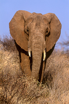 AF-M-101 Bull Elephant, Kruger National Park, South Africa
