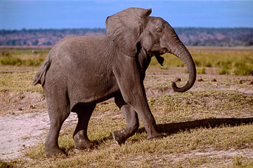 AF-M-116 Elephant Shaking Ears, Chobe National Park, Botswana