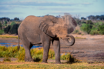 LE-AF-M-15&nbsp;&nbsp;&nbsp;&nbsp;&nbsp;&nbsp;&nbsp;&nbsp; Elephant Taking Dust Bath, Chobe National Park, Botswana
