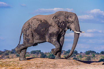 LE-AF-M-19&nbsp;&nbsp;&nbsp;&nbsp;&nbsp;&nbsp;&nbsp;&nbsp; Elephant Dance, Chobe National Park, Botswana