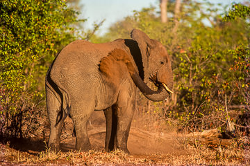 LE-AF-M-25&nbsp;&nbsp;&nbsp;&nbsp;&nbsp;&nbsp;&nbsp;&nbsp; Elephant Taking A Dust Bath, Kruger National Park, South Africa