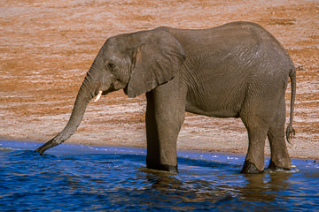 AF-M-112 Elephant Drinking, Chobe National Park, Botswana