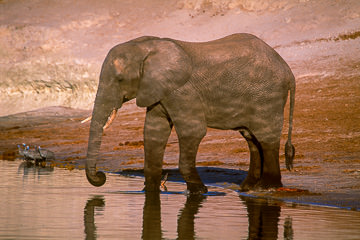 AF-M-114 Elephant Drinking At Chobe River, Chobe National Park, Botswana