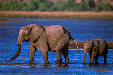 AF-M-110 Elephant With Calf, Chobe River, Chobe National Park, Botswana