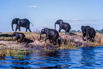 AF-M-02 Elephants Leaving River, Chobe National Park, Botswana