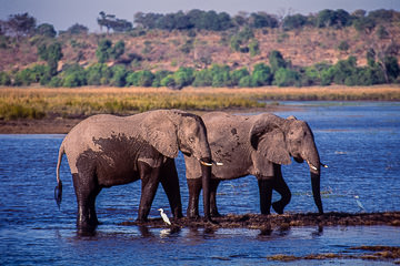 AF-M-07 Elephants At Chobe River, Chobe National Park, Botswana
