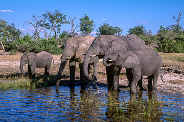 AF-M-119 Elephants Drinking, Chobe National Park, Botswana