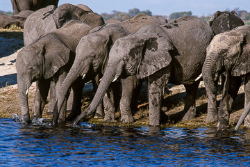 AF-M-120 Elephant Herd Drinking, Chobe River, Chobe National Park, Botswana