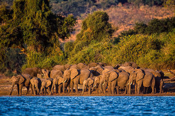 AF-M-14 Herd Of Elephants At Chobe River, Chobe National Park, Botswana