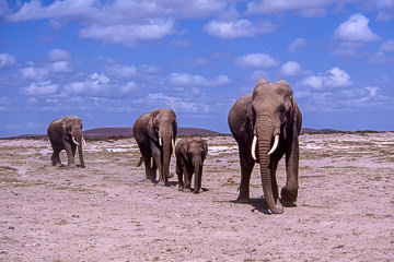 AF-M-105 Elephant Herd, Amboseli National Park, Kenya