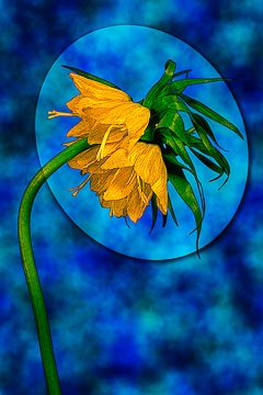 LE-FLL-18&nbsp;&nbsp;&nbsp;&nbsp;&nbsp;&nbsp;&nbsp;&nbsp; Yellow Imperial Fritillaries