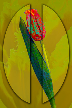 LE-FLL-19&nbsp;&nbsp;&nbsp;&nbsp;&nbsp;&nbsp;&nbsp;&nbsp; Tulip