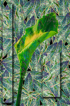 LE-FLL-22&nbsp;&nbsp;&nbsp;&nbsp;&nbsp;&nbsp;&nbsp;&nbsp; Calla Lily